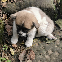 �Ͼ�����������