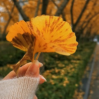 �����������Լ������