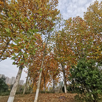 ����̫���������ܹ������߸����ݹ�԰��