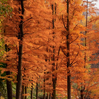 �ɽ����������