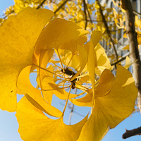 ���Ӵ���