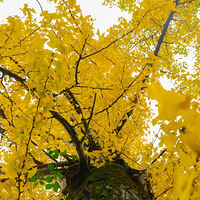 �붬�ˣ���������ɽ�ϵľ�ɫ�����ˣ������ƴ򿨣�