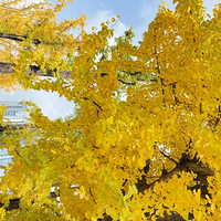 11����ů�ܣ�����1Сʱ����㣬ȥɹһ��ʫ�黭���̫��