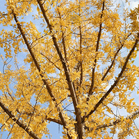 ���빫԰���������Ư��