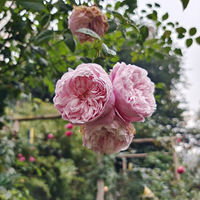 ����һ���������ĩ��������