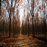 ��������ķ��֣������˾����ճ���