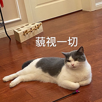 ��ϲ���ҵ�è