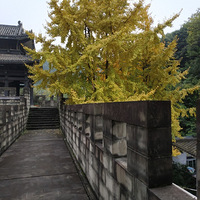 �񶬣����¹�԰�ķ�Ҷ�ú�