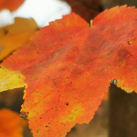 ����ɫ��