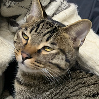 �㿴�����������