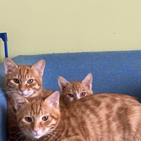 ͬʱӵ����ֻ��è����Ц����