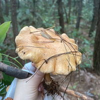 ��ɽƺ��ĩ����