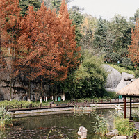 90%�����˶���֪����ˮɼ�ֺ���ѿ�����԰�������山�����԰��