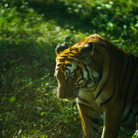 ���ƺ������԰