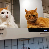 ��һ���Ҽ�����4ֻ����è