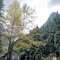 �ʺ�ͽ����ϴ�εľ���