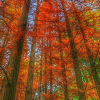 ����Ĳ��ƺ����ǲ�����