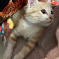 ��Ҳ��èè��