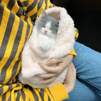 ��˾����һֻèè̫�ɰ���������