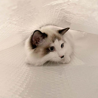 ������˼����Ҫ����ҫһ���ҵ�������Ůè