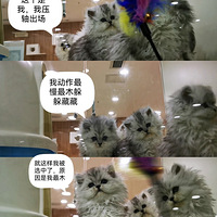 �ҺͲ�ʺ�ٵĹ��£��Ҳ������ܾ�ϲ��һֻ��Ц��Сè��