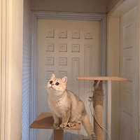 ����ʽ��è