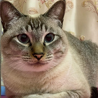 ����һ���ͷ��