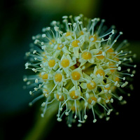 �ھ�����ʪ�ع�԰�ĵ������¹ڵĻ�