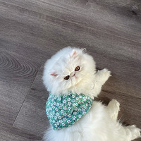 ����ȹ����