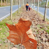 򿨶Ĺ빫԰ҶӶ˻ǺܳƬ