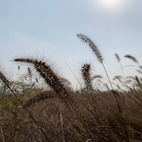 ���������------�����Ӳ�ȱϯ��ֻ������