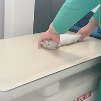 ��X���Сè�䣬�ɿɰ�����ί���Ͱͣ�