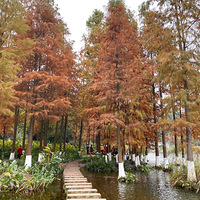 ���ƺ�ʪ�ع�԰�����Ͽ�ˮɼ���ˣ����Գ���ĩ������