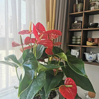 ϲ�����ﱻ�����ݲݻ��Ƶĸо�