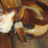 �տ���� | ��ɵġ�����ֵ�����������