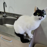 ����һֻ��һֻ����ţè����