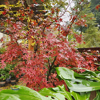 �����е��ﶬ��԰