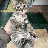 �����ֻĸ�滨è����ɳƺ�������ţ������´����������