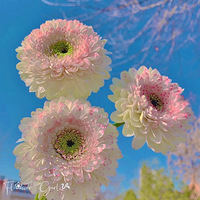 �����������Ҫһ���Ȱ����Ķ�