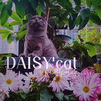 ����catץ�ģ��ܿ��ľ�ǰ���š��ĳ���̫��