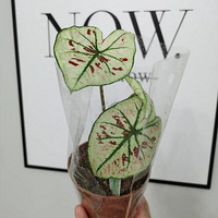 ��ֲ��ĵ�һ��