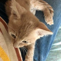 һֻ����С�ٵ���Ϯ