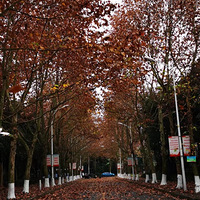 ��ѧ��У԰��Ķ�������