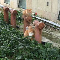 ι�⼸ֻ����è����������������ֵ�һ��ʱ��