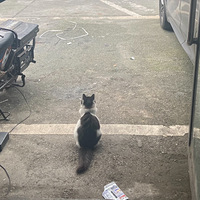 ι��һ���µ�����è��Ҳ�����ˣ��˸�