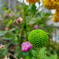 ����Ҳ�л�����