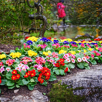 ��ɽ�Ļ���