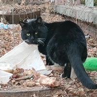 ��Щ����è����е��