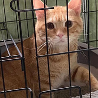 ���ҵ���è�Ĺ��£�ɹһɹ�ҵ��ٱ�