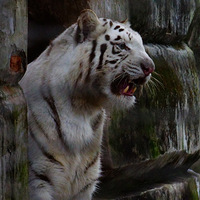 û�г�ǹ����ҲҪ����